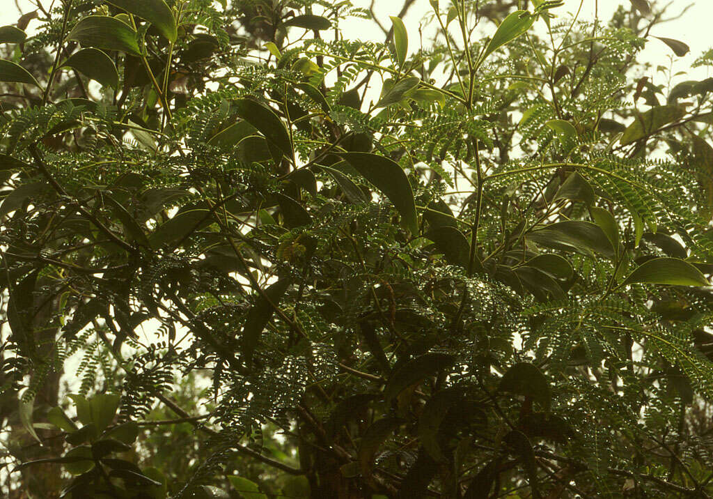 Image of acacia