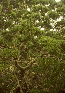 Image of acacia