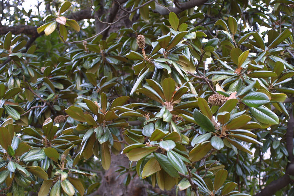 Image of magnolia