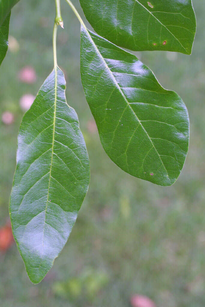 藍果樹科的圖片