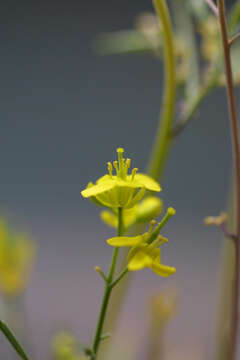 Image of cabbage