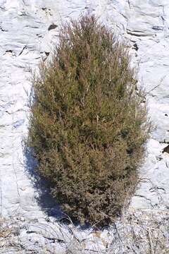 Image of juniper