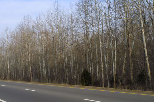 Image of plane tree family