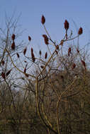 Image of sumac