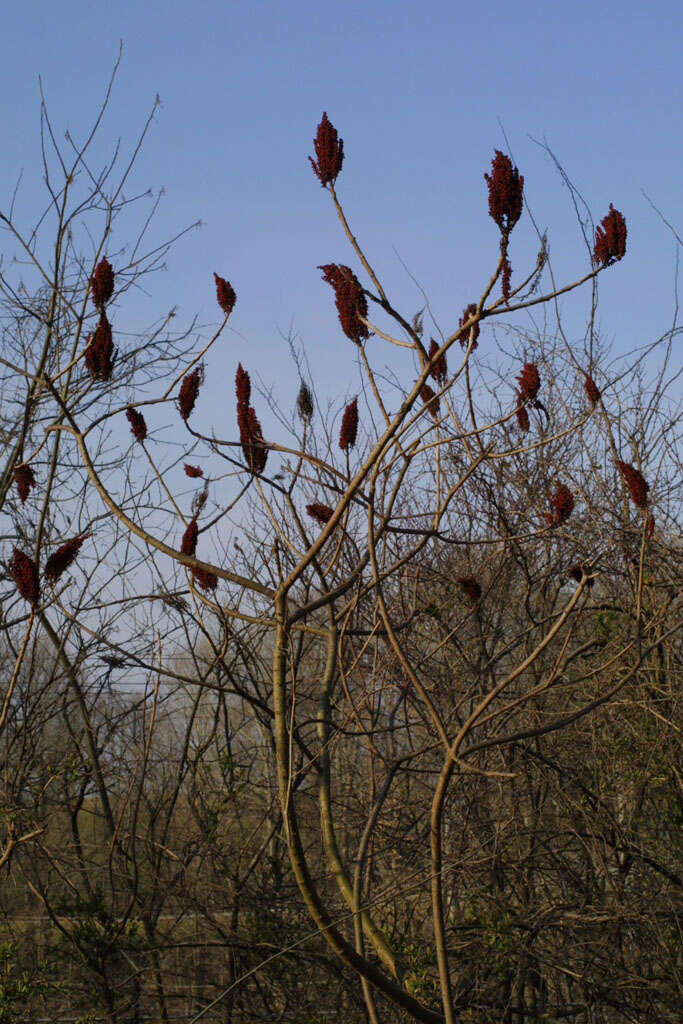 Image of sumac