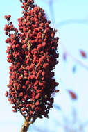 Image of sumac