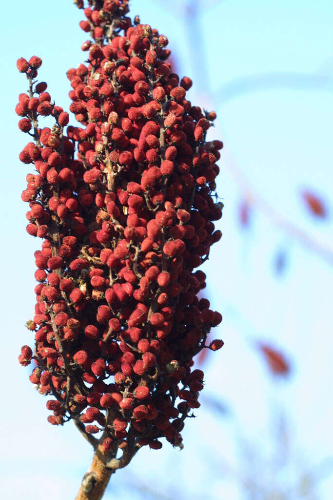 Image of sumac