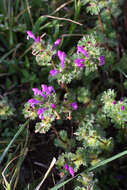 Image of deadnettle