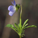 Слика од Viola bicolor Pursh