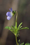 Image de Viola bicolor Pursh
