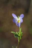Image of American Field Pansy