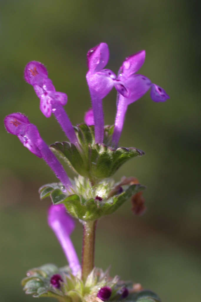 Image of deadnettle