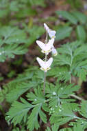 Image of Bleeding heart