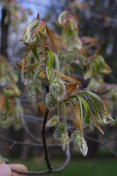 Image of beech