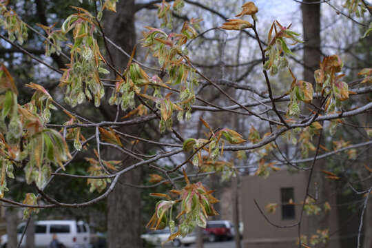 Image of beech