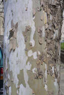 Image of plane tree family