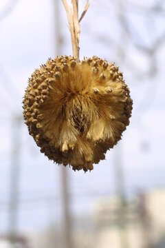 Image of plane tree family