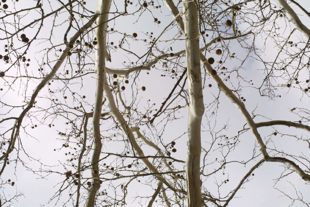 Image of plane tree family