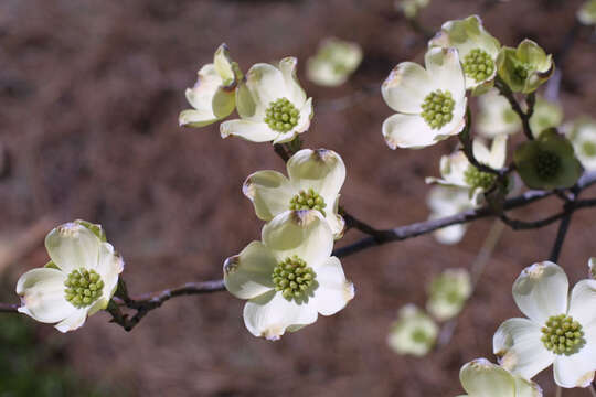 Image of Dogwoods