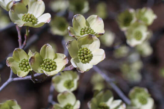 Image of Dogwoods