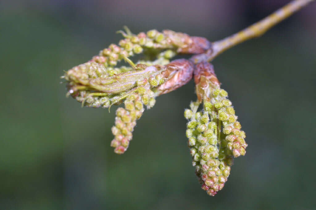 Слика од Quercus phellos L.