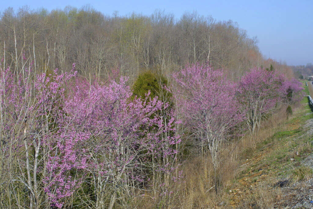 Cercis resmi