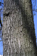 Image of Northern Red Oak