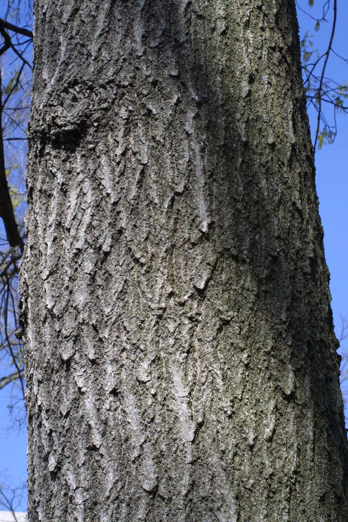 Image of Northern Red Oak