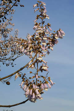 Image of paulownia