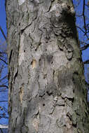 Image of Buckeyes & Horse-chestnuts