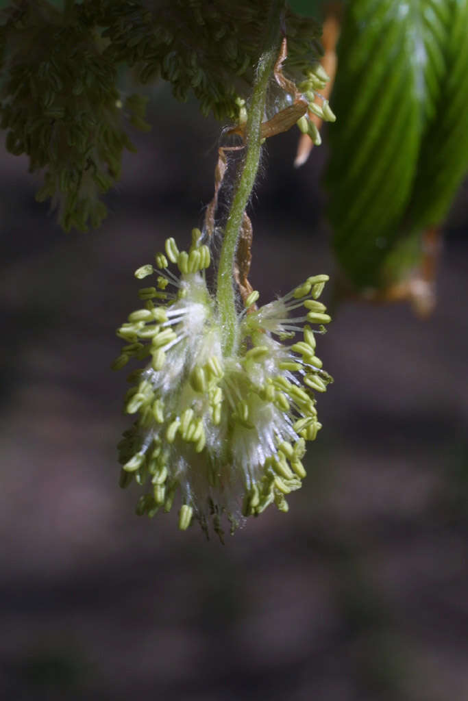 Image of beech