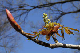 Image of Buckeyes & Horse-chestnuts