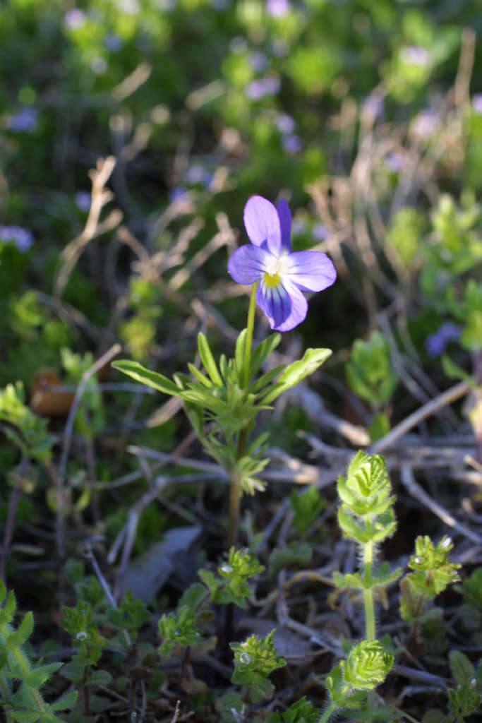 Sivun Viola bicolor Pursh kuva