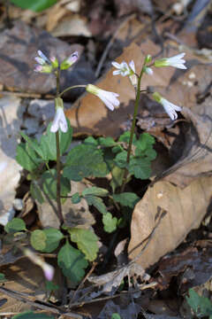 Image of slender toothwort