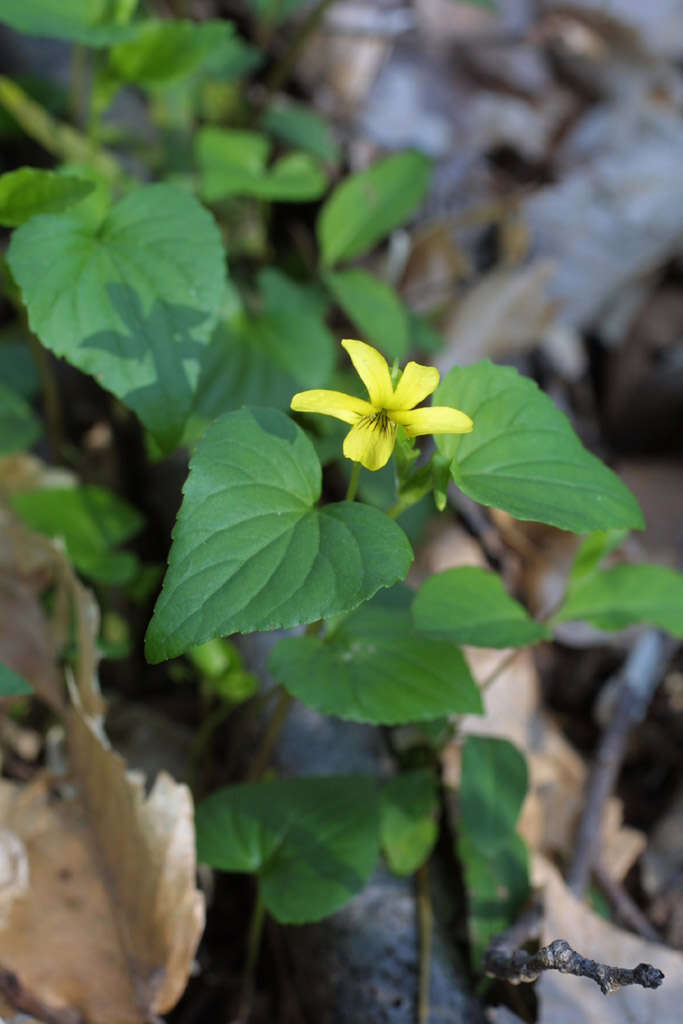 Image of downy yellow violet