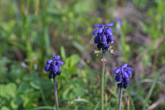 Image of Grape hyacinth