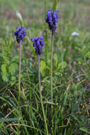 Image of Grape hyacinth