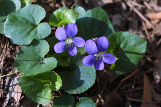 Image of common blue violet