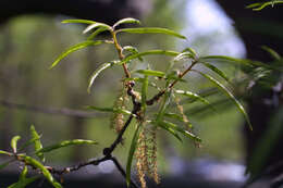 Image of Willow Oak