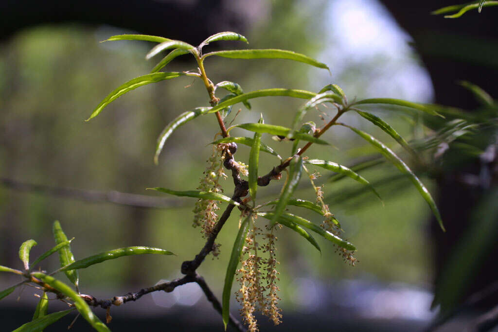 Слика од Quercus phellos L.