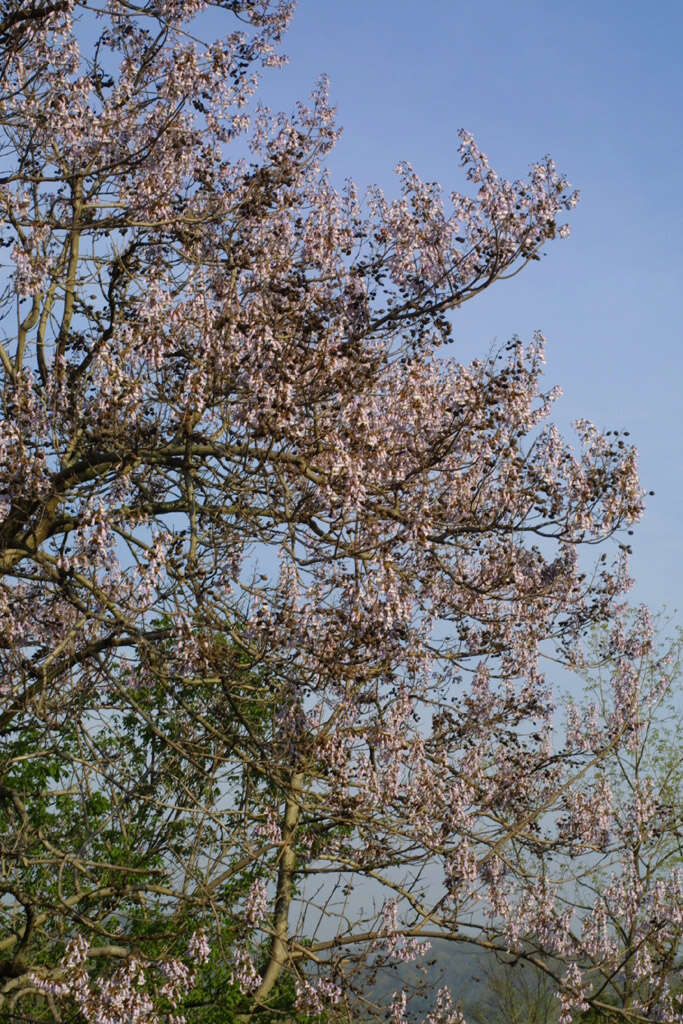 Image of Paulowniaceae