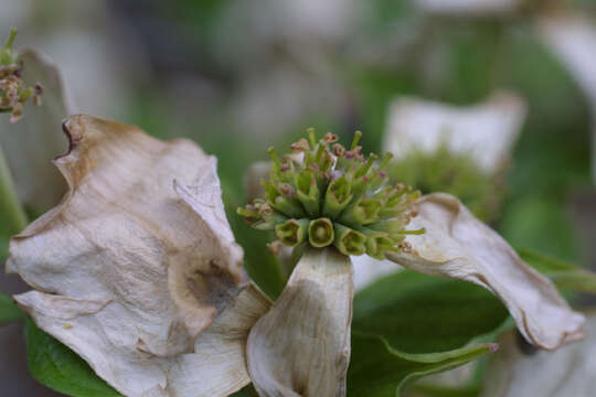 Image of Dogwoods