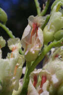 Image of Buckeyes & Horse-chestnuts