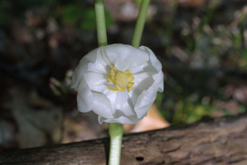 Image of mayapple