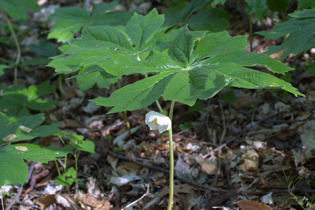 Image of mayapple