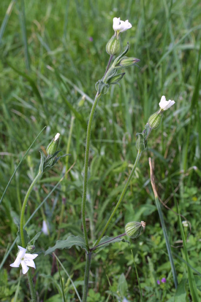 Image of Catchfly