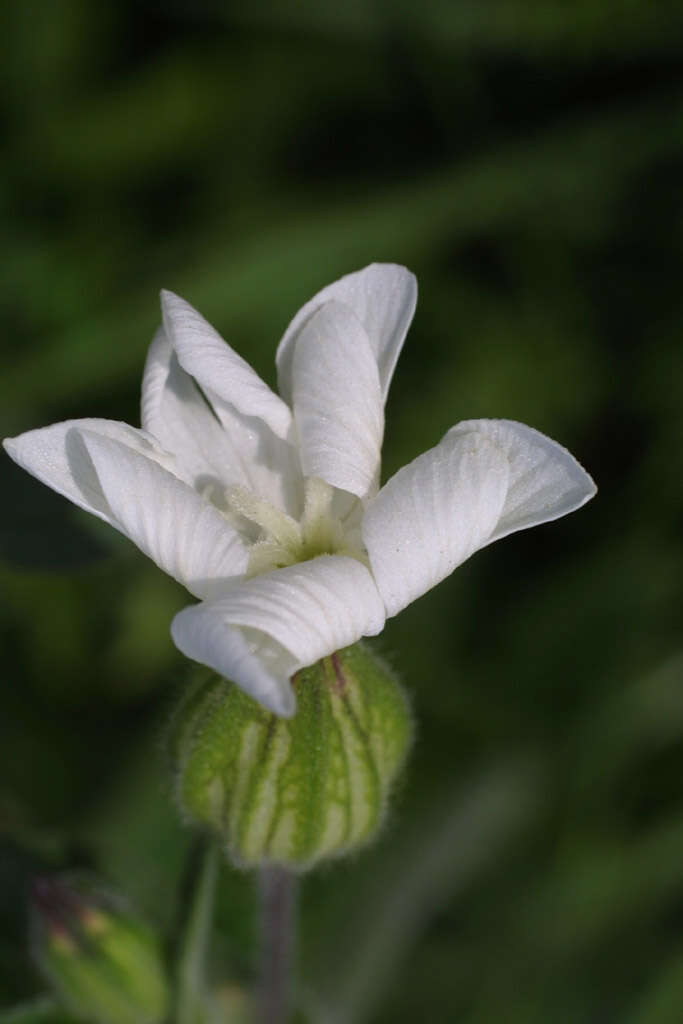 Image of Catchfly