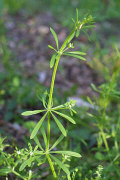 Image of bedstraw