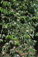 Image of Amur honeysuckle