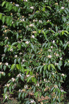 Imagem de Lonicera maackii (Rupr.) Maxim.